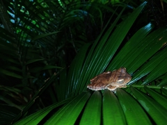 Rhacophorus margaritifer