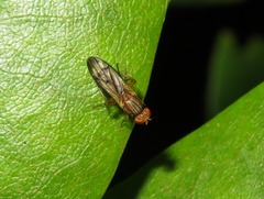 Opomyza germinationis
