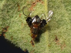 Anomoia purmunda