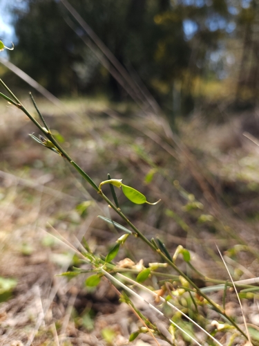 Image of Templetonia stenophylla by (c) jaimshae, some rights reserved (CC BY)