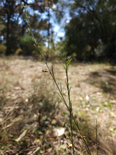 Image of Templetonia stenophylla by (c) jaimshae, some rights reserved (CC BY)