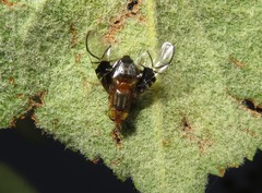 Anomoia purmunda