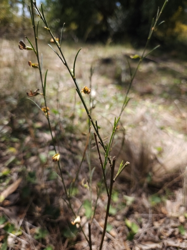 Image of Templetonia stenophylla by (c) jaimshae, some rights reserved (CC BY)