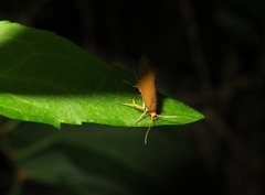 Crassa unitella