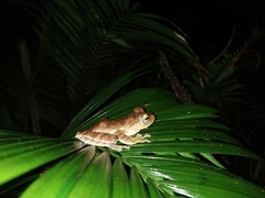 Rhacophorus margaritifer