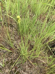 Carex muehlenbergii