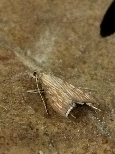 Antigastra catalaunalis