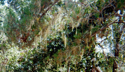 iNaturalist observation photo of lace lichen