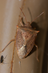 Euschistus ictericus