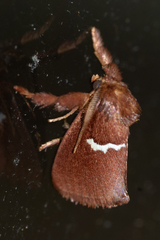 Monoleuca semifascia