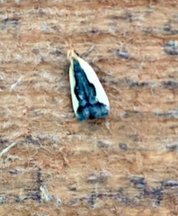 Dichomeris inserrata