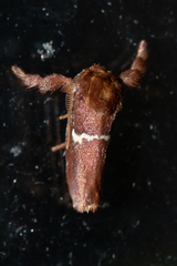 Monoleuca semifascia