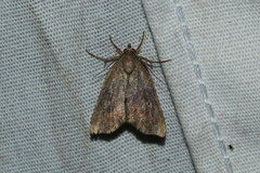Cutina albopunctella