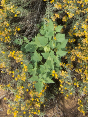 Physalis hederifolia fendleri