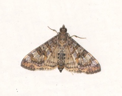 Dysallacta negatalis