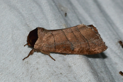 Datana angusii