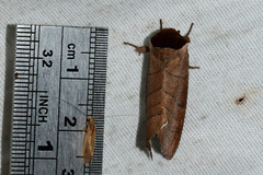 Datana angusii