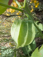 Physalis hederifolia fendleri