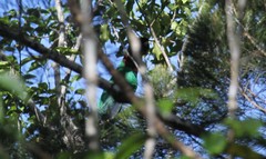 Prosopeia tabuensis