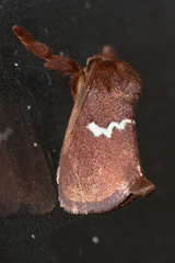 Monoleuca semifascia