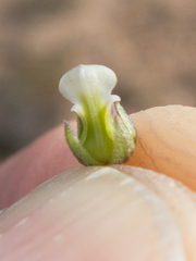 Pombalia verticillata