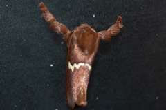 Monoleuca semifascia