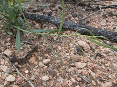 Pombalia verticillata