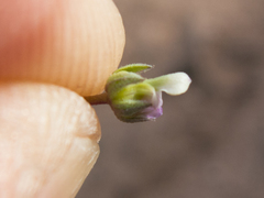 Pombalia verticillata