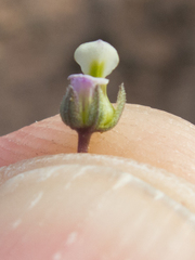 Pombalia verticillata
