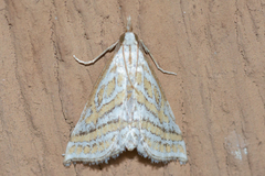 Leptosteges parthenialis