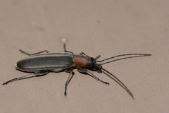 Oxycopis mimetica