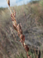 Tridens muticus muticus