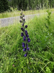 Aconitum plicatum
