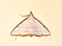 Ramila