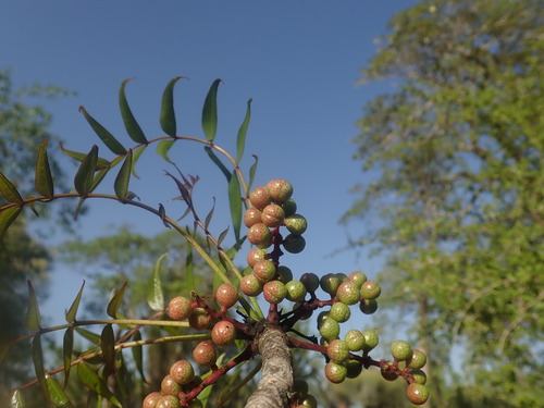 Zanthoxylum decaryi