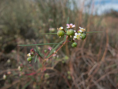 Euphorbia florida