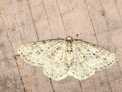 Aethalura intertexta