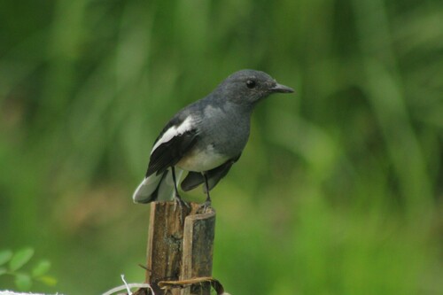 Oriental Magpie-Robin