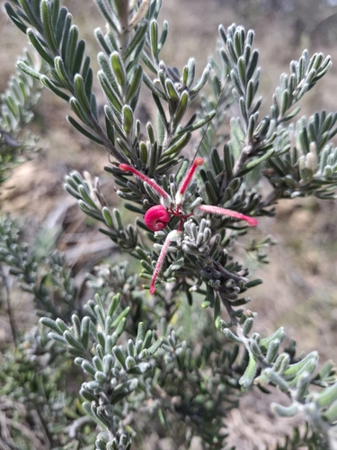 Grevillea lanigera
