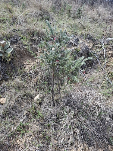 Grevillea lanigera