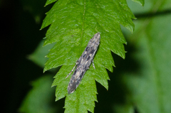 Batrachedra praeangusta