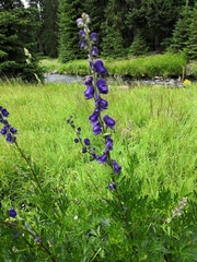 Aconitum plicatum