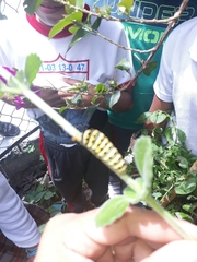 Lepidoptera