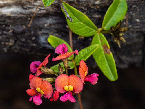 Kennedia coccinea (Curtis) Vent.