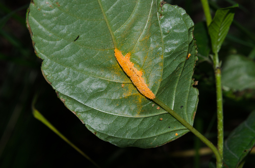 Crown Rust