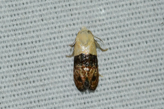Eugnosta erigeronana