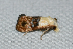 Eugnosta erigeronana