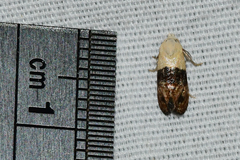 Eugnosta erigeronana