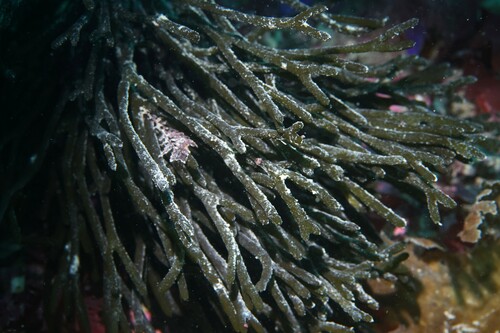 Codium gracile observed 2024-10-09