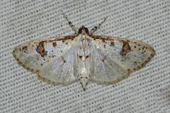 Palpita illibalis